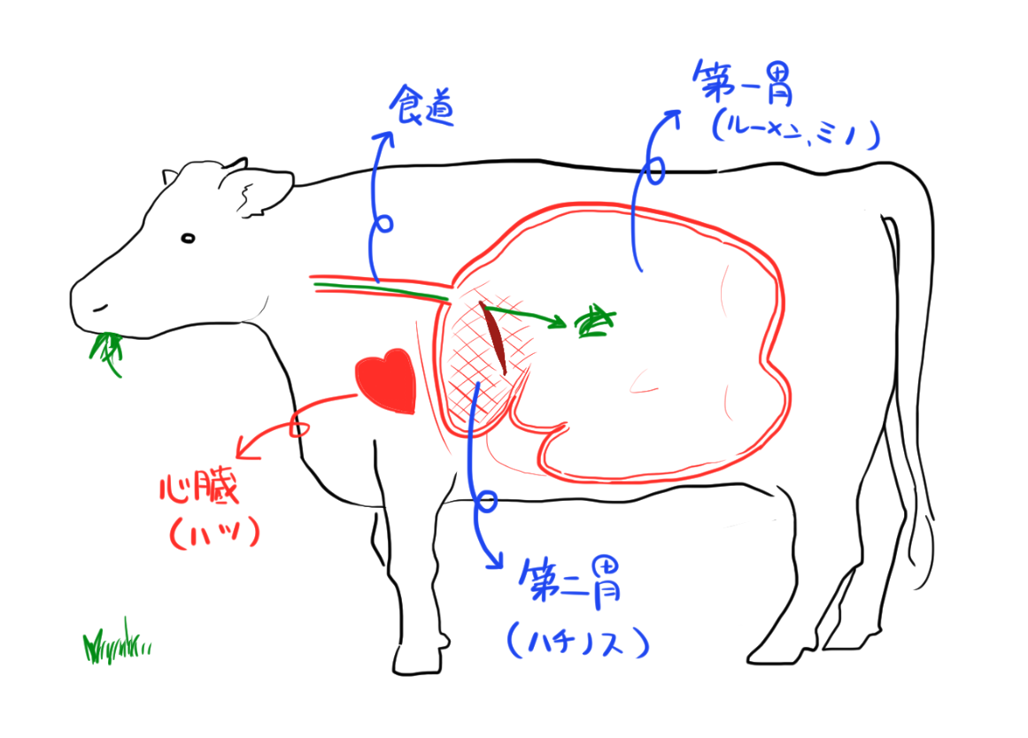 牛の第一胃（ルーメン、ミノ）と第二胃（蜂の巣）のイラスト