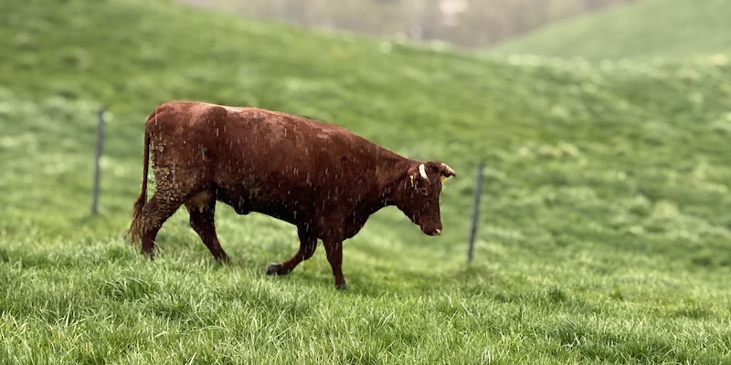 大雨の草原を力強く移動する短角牛
