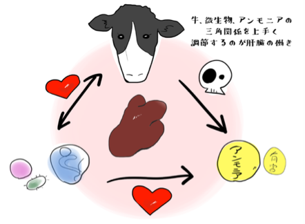 牛、微生物、アンモニアの三角関係をうまく調整するのが肝臓の働き