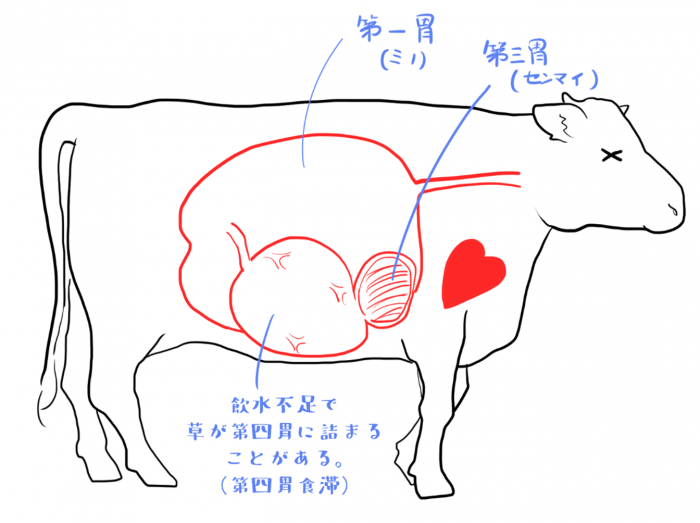 胃に草が詰まって流れなくなる第四胃食滞という病気