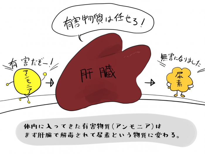 体内に入ってきた有害物質（アンモニア）はまず肝臓で解毒されて尿素にかわる