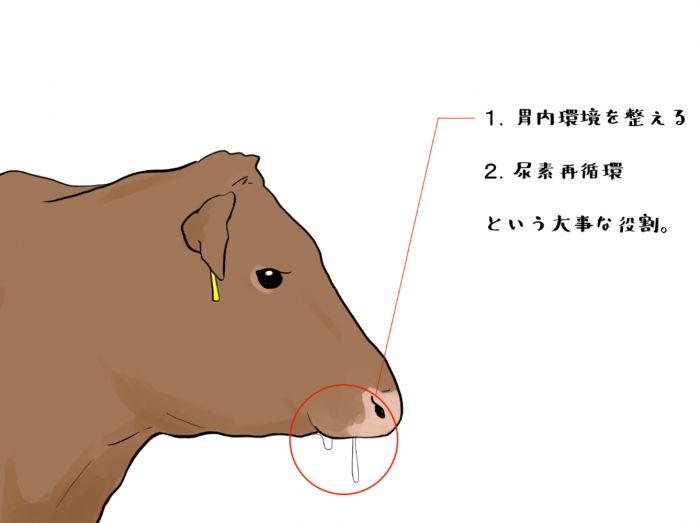 唾液の役割は2つある