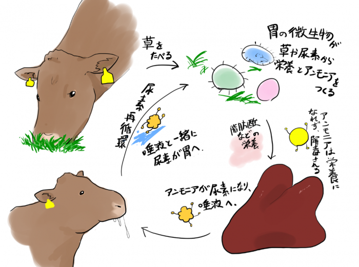 胃の微生物が草や尿素から栄養とアンモニアを作る