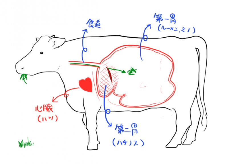 牛が草で大きくなれるのはなぜ 牛が持つ4つの胃の役割を紹介します Fugane 株式会社 肉のふがね